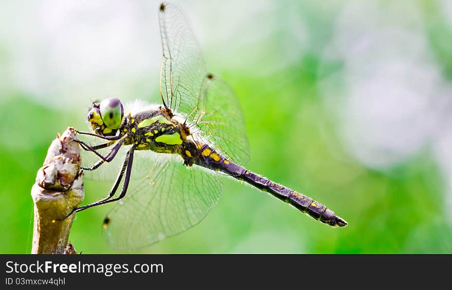 Dragonfly sitting on a tree branch against a bright background