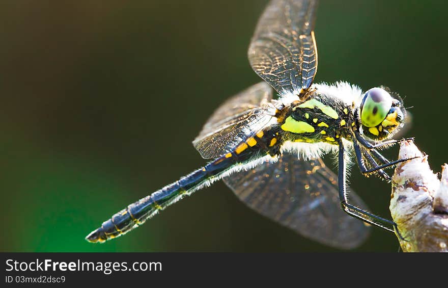 Dragonfly sitting on a branch of a tree against a dark background