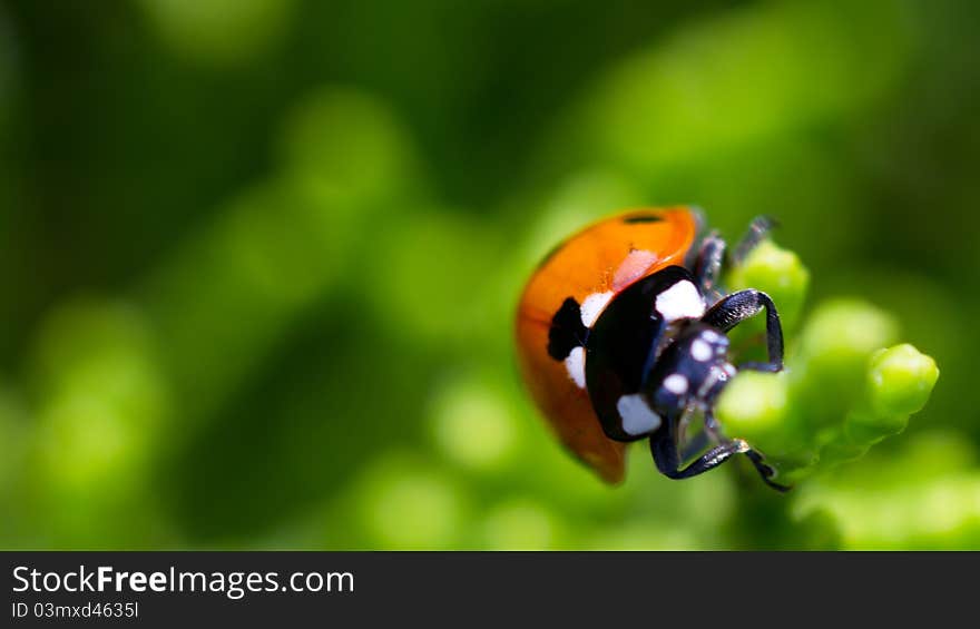 Macrophotography ladybugs sitting on a tree branch on a green background