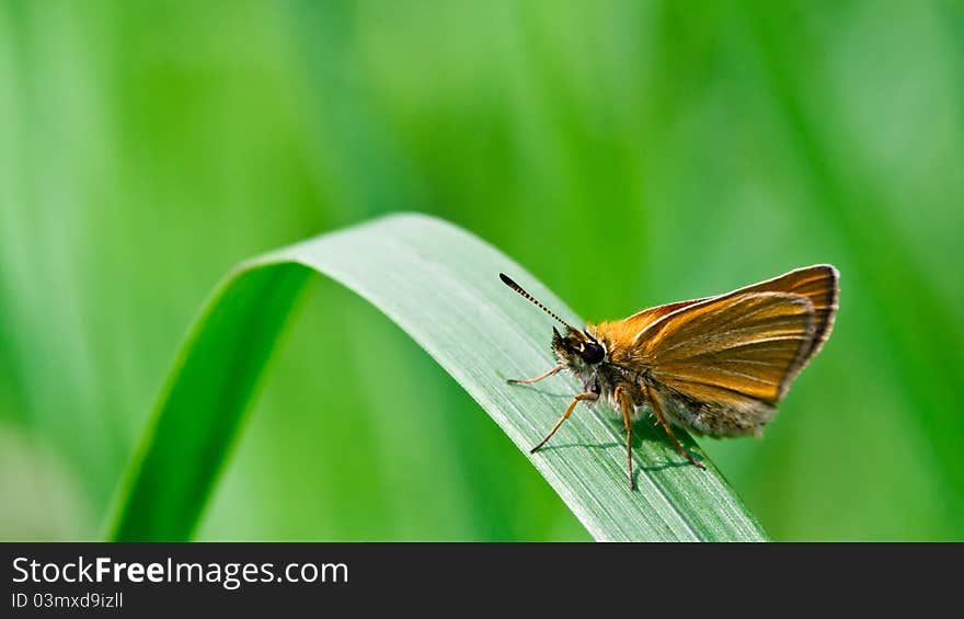 Closeup of a butterfly sitting on green grass