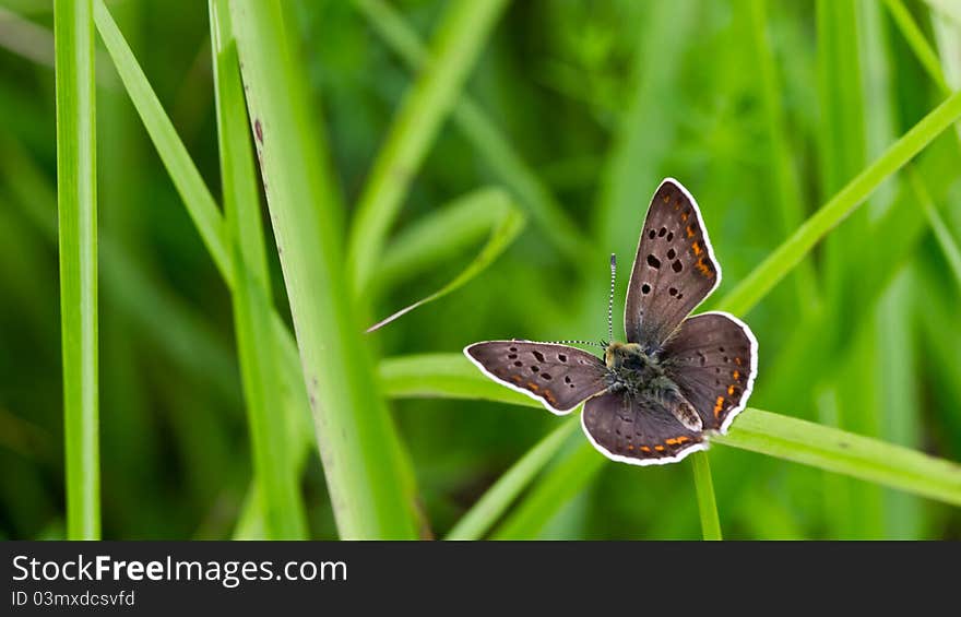 Closeup of a butterfly sitting on green grass