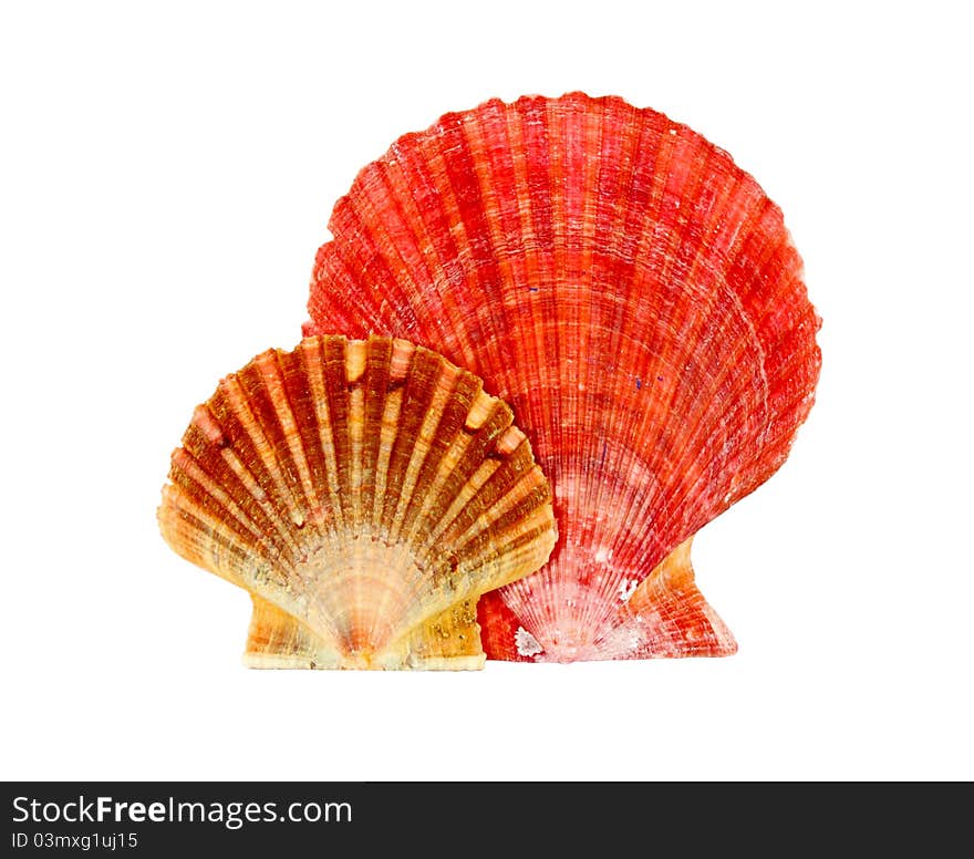 Two scallop seashells isolated on a white