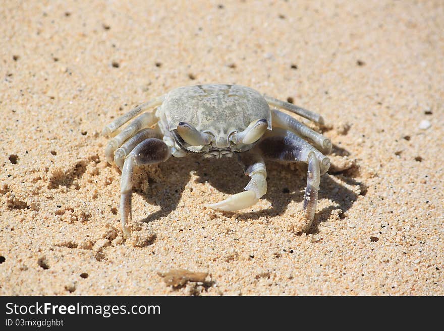 Crab on the Beach front view