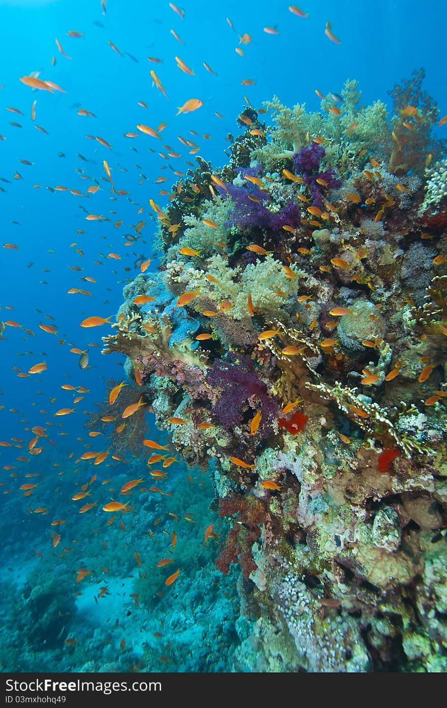 Tropical Coral Reef