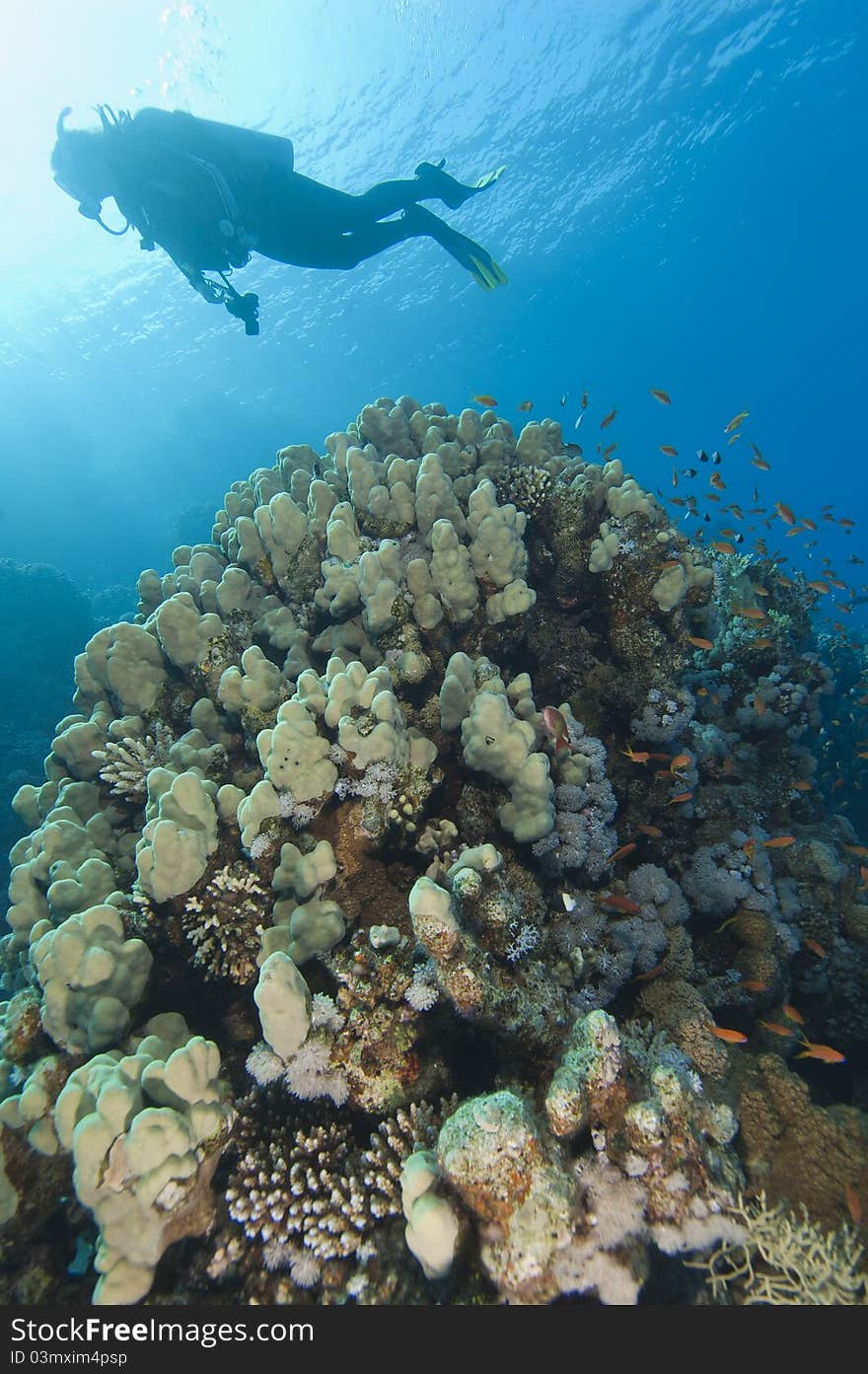 Scuba divers exploring a stunning tropical coral reef scene. Scuba divers exploring a stunning tropical coral reef scene