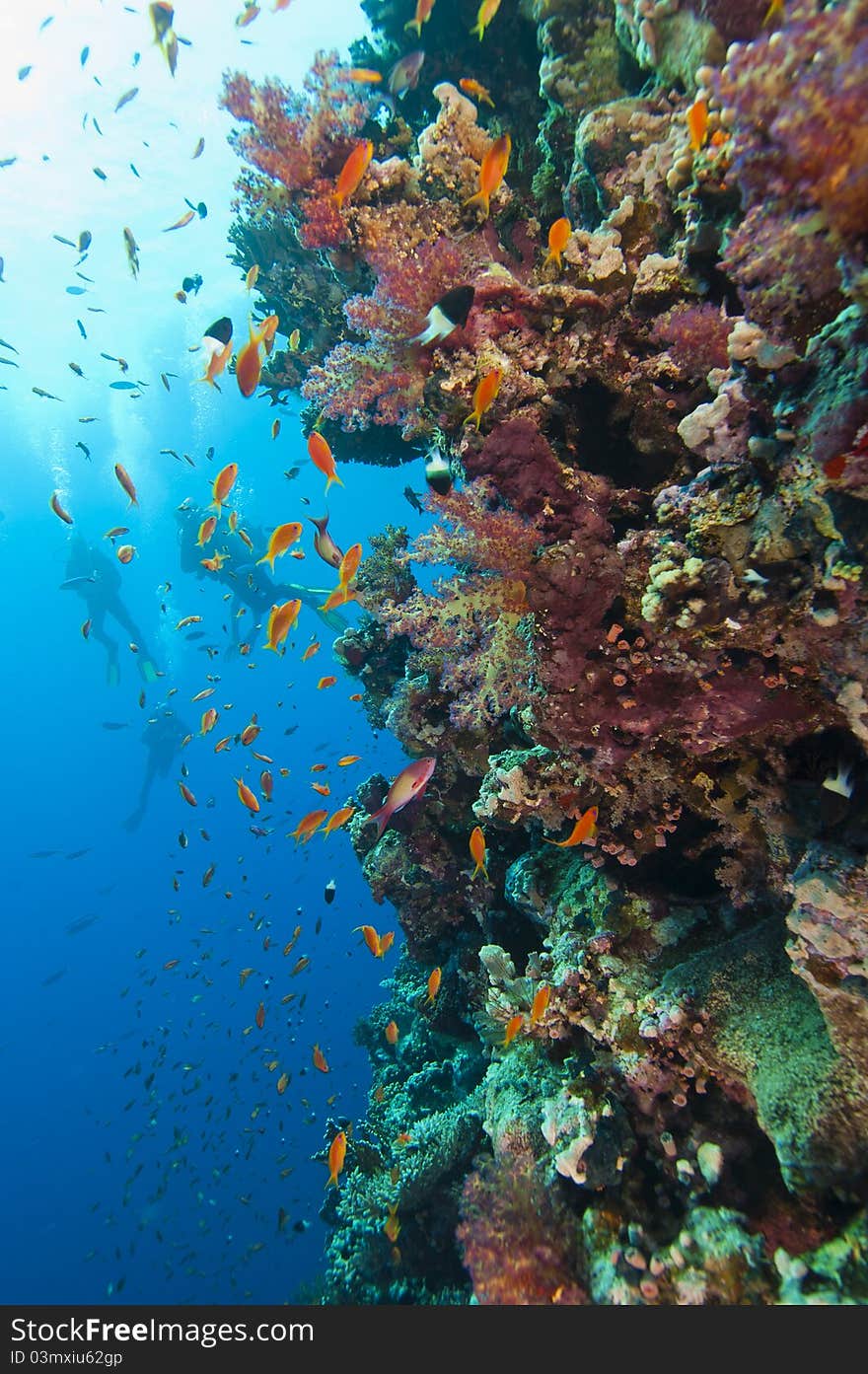 Stunning coral reef wall with divers