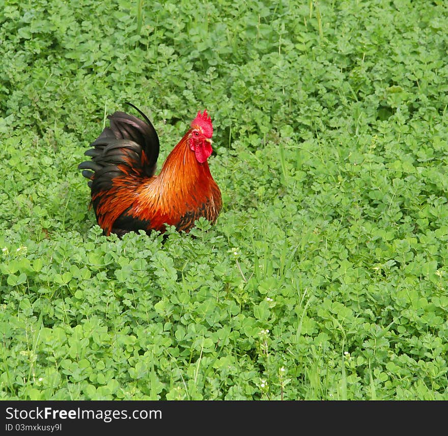 Rooster in the grass