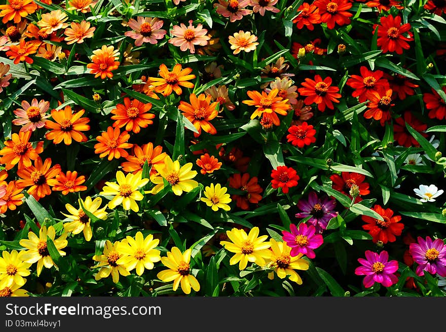 Colorful flowers