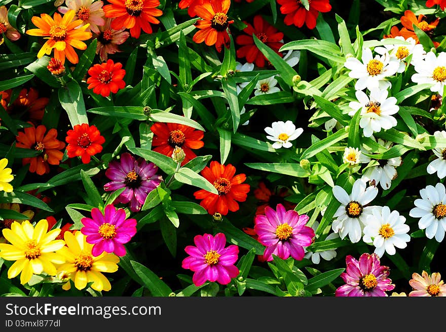 Colorful blooming flowers in a garden. Colorful blooming flowers in a garden