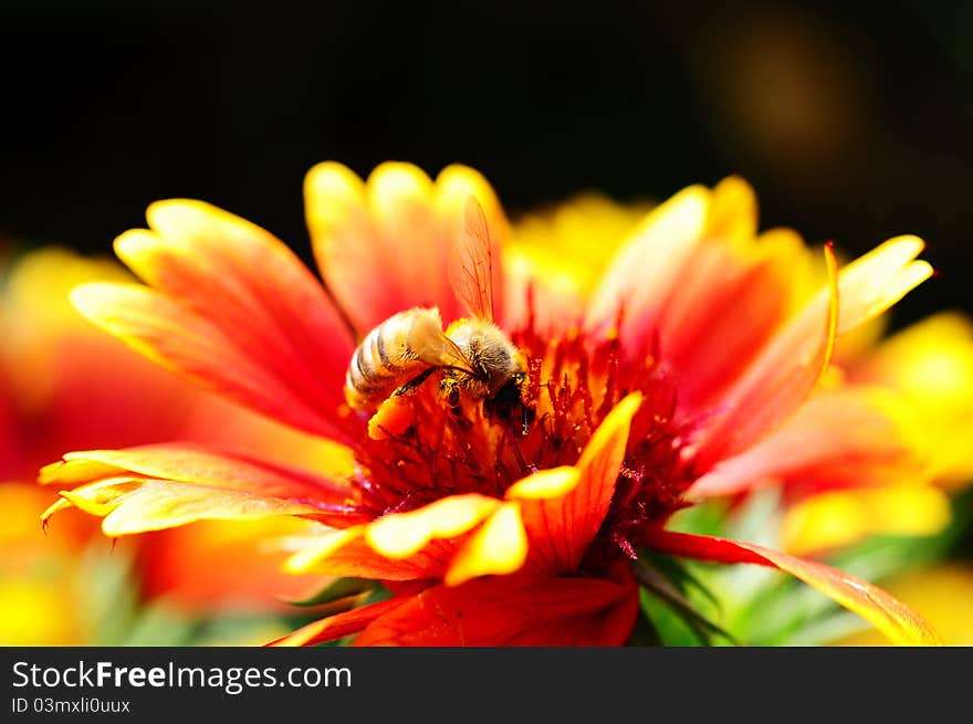Closeup view of red and orange flower with a bee
