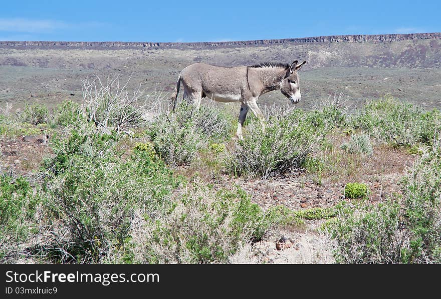 Lone Donkey