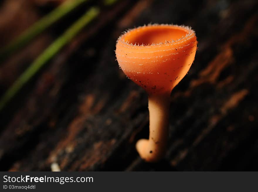 Tarzetta Rosea Dennis Mushroom