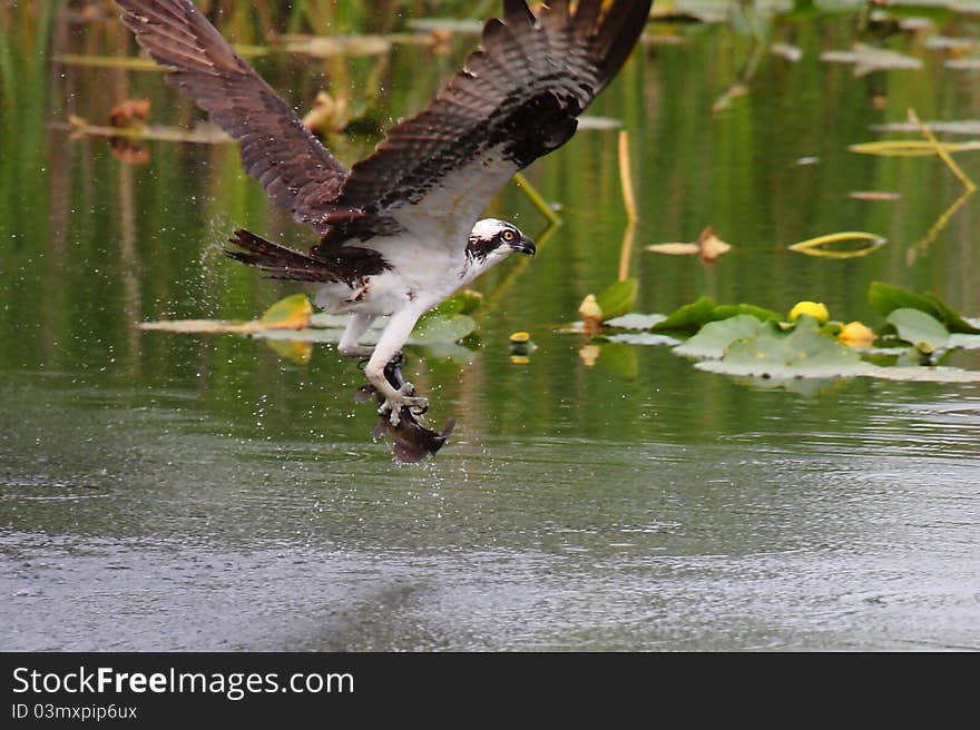 An unlucky catfish has just been captured by an osprey. An unlucky catfish has just been captured by an osprey.