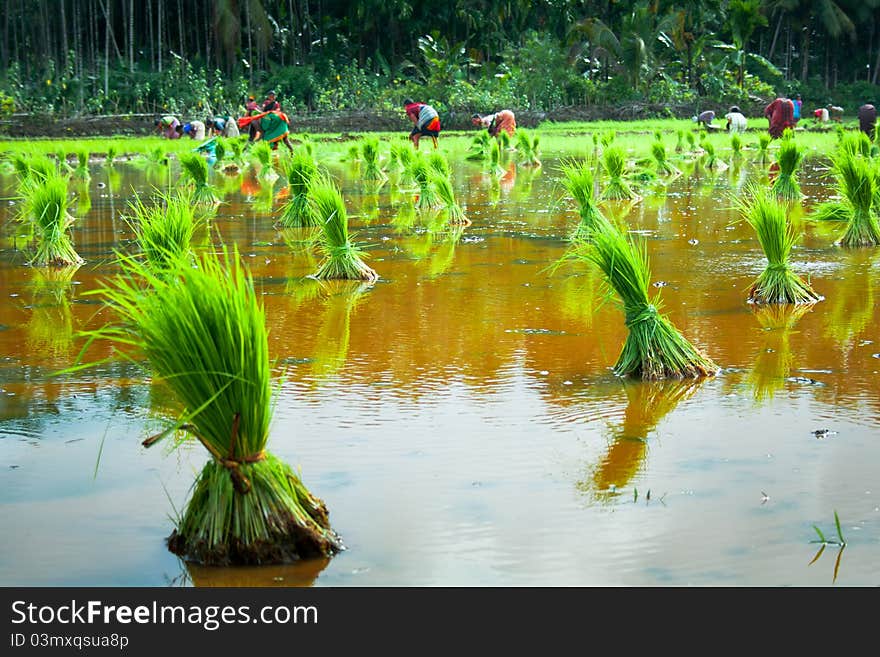 A view of paddy fled 2