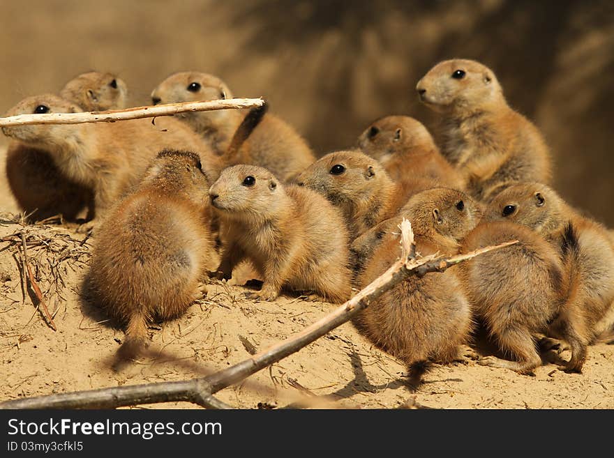 Animals: Large group of little baby prairie dogs