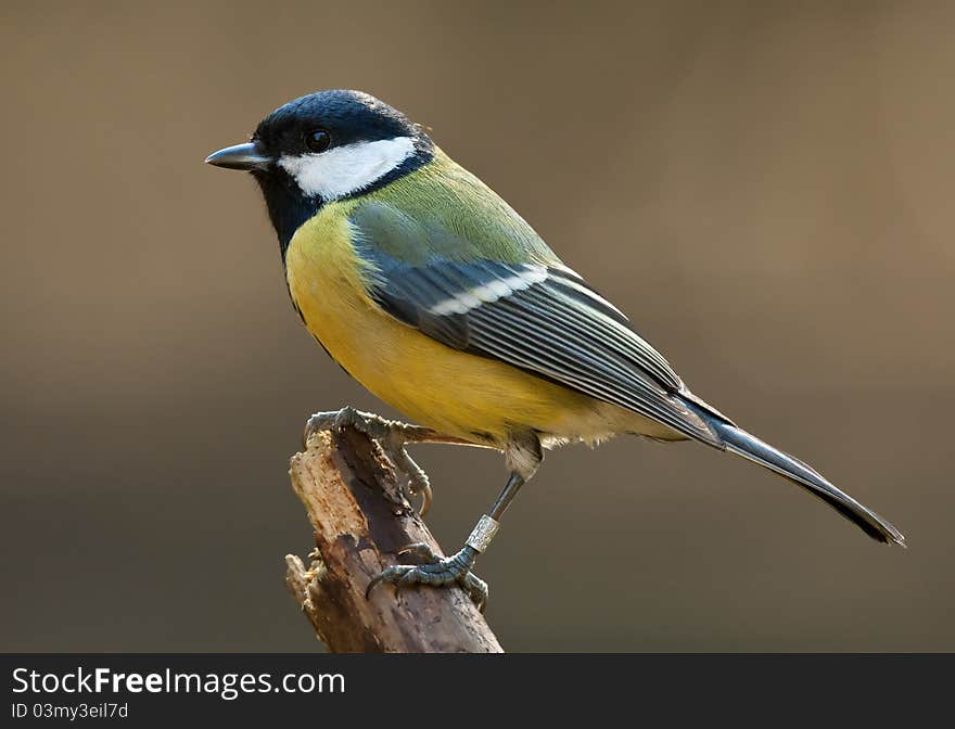 Great tit on a branch