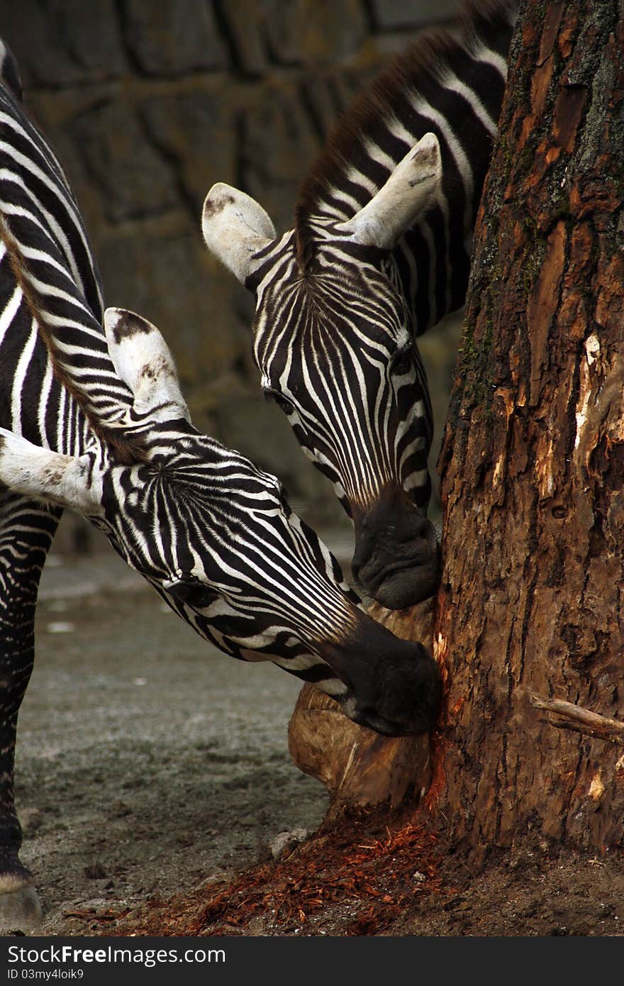 Two zebras eating tree bark