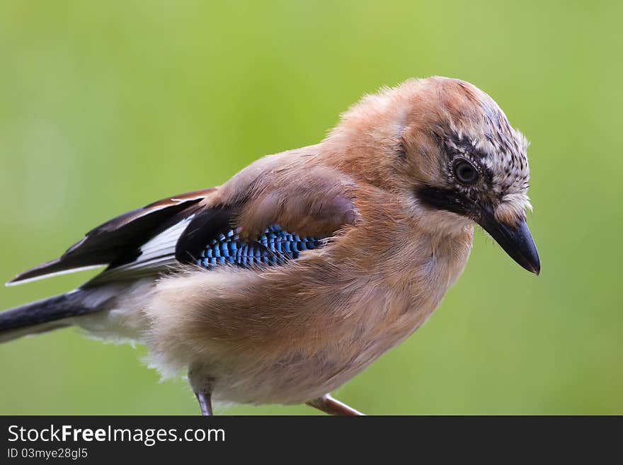 Jay ( Garrulus glandarius ) closeup with a green background