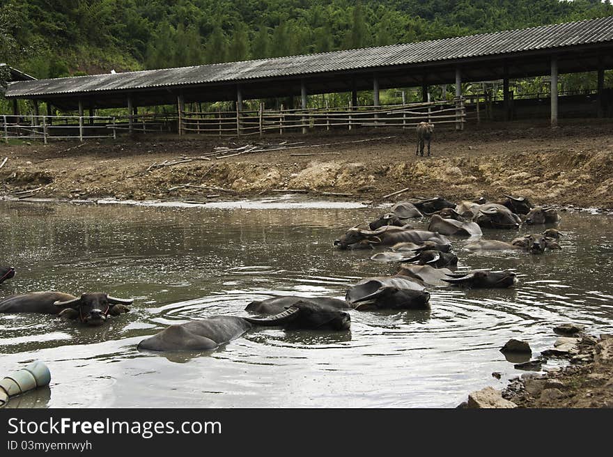 Buffaloes resting in muddy water. Buffaloes resting in muddy water