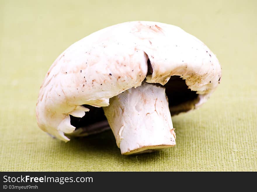 One fresh white mushroom on green textile