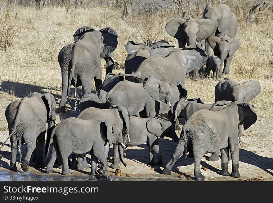 Two Elephant familys walking towards another