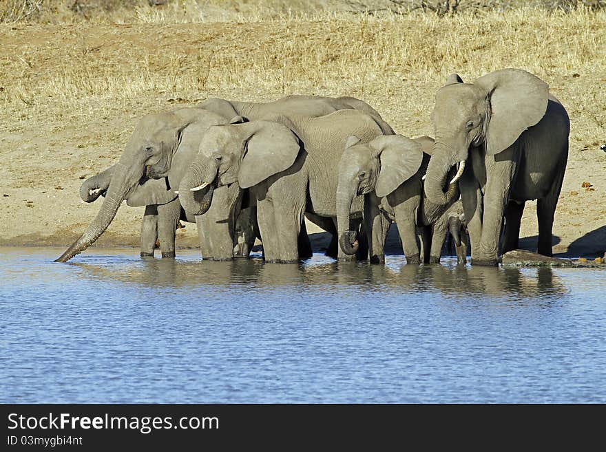 Elephant family at waterhole drinking water