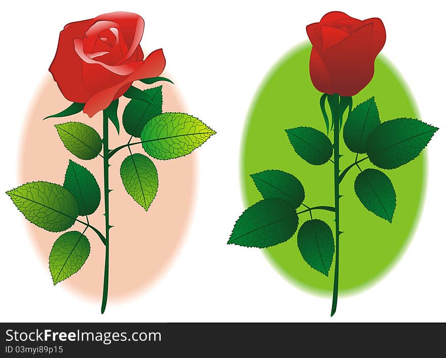 Couple of rose on pink and green background, on white