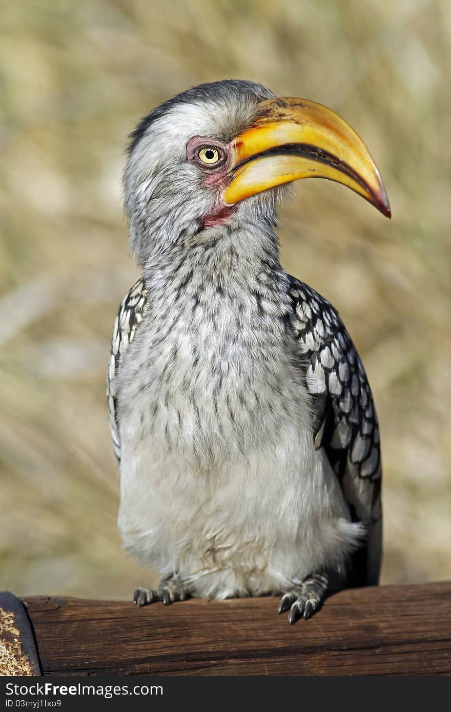 Ground Hornbill Bird