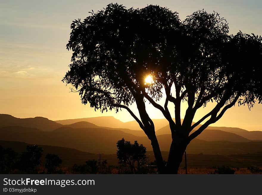 Tree Sunset