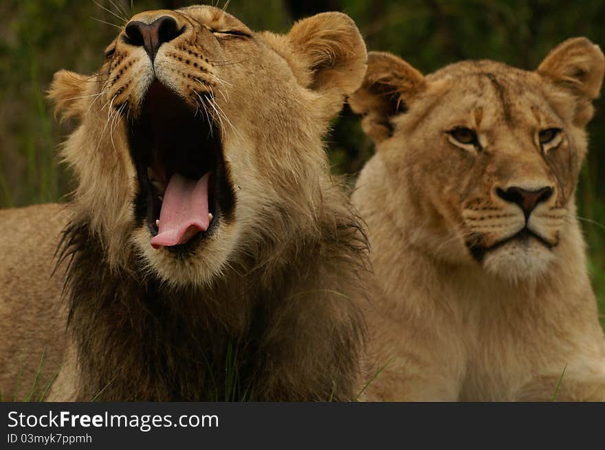 African Lion Couple relaxing in a game reserve