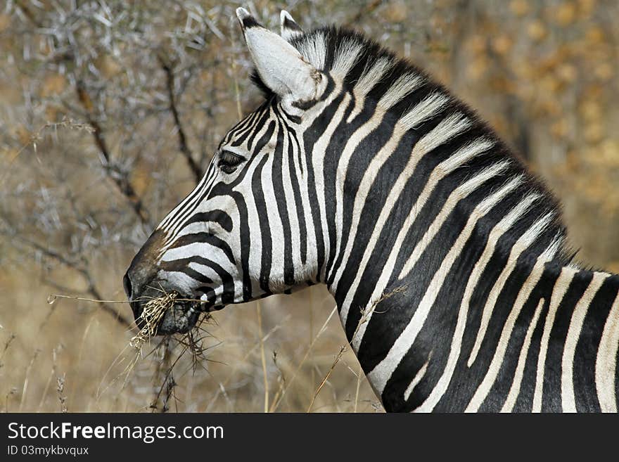 Heard of Zebras eating dry savana grass