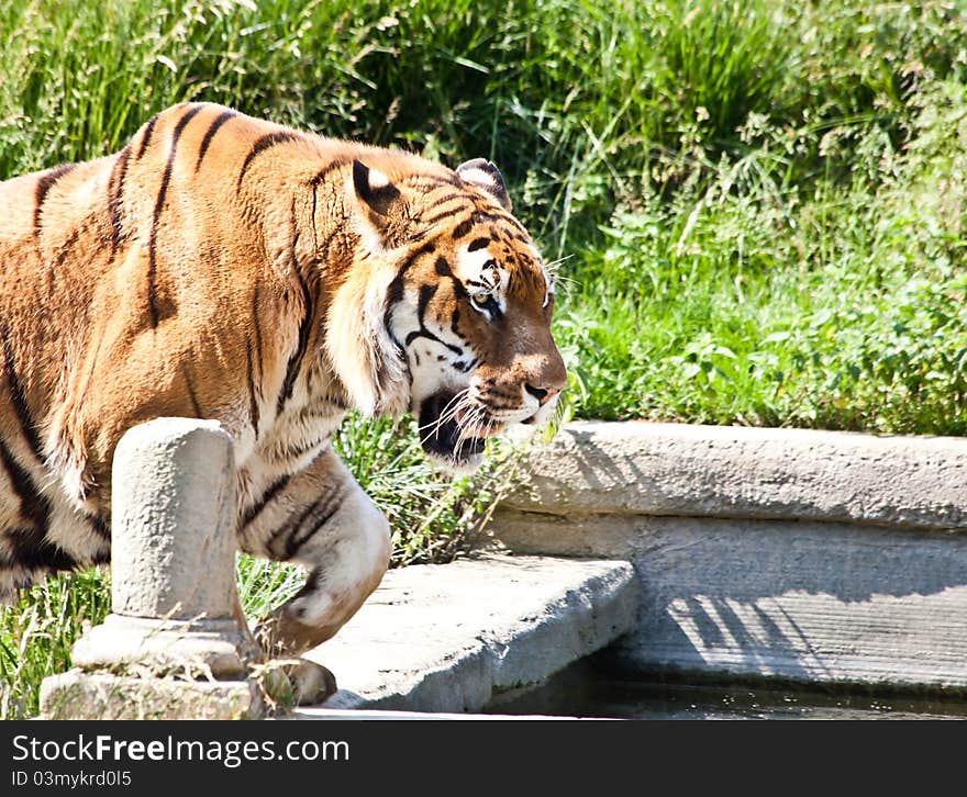 Walking tiger (Panthera Tigris)