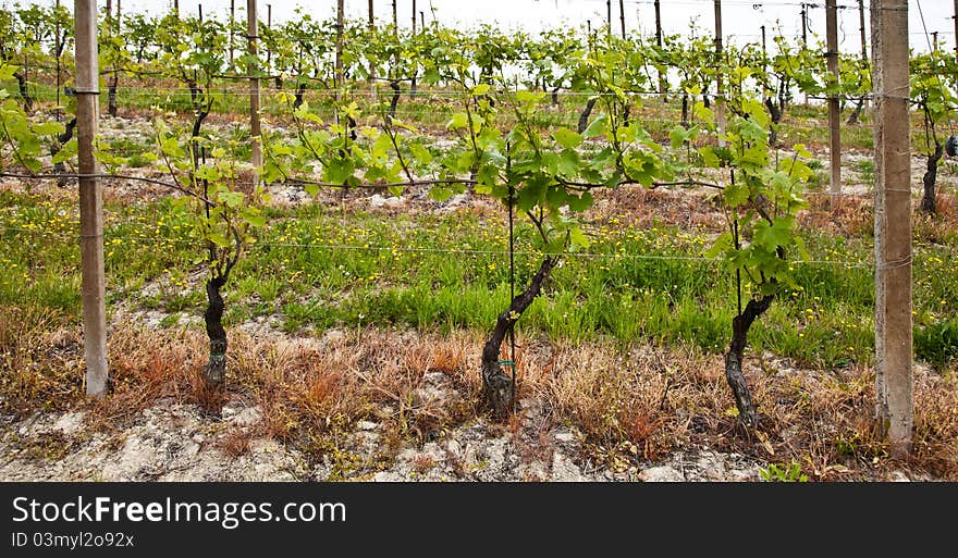 Barbera vineyard during spring season, Monferrato area, Piedmont region, Italy. Barbera vineyard during spring season, Monferrato area, Piedmont region, Italy