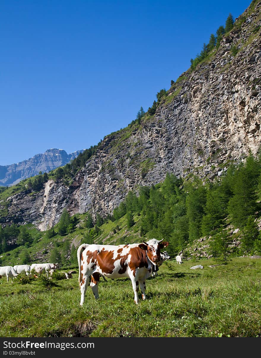 Italian cows during a sunny day close to Susa, Piedmont, Italian Alps. Italian cows during a sunny day close to Susa, Piedmont, Italian Alps