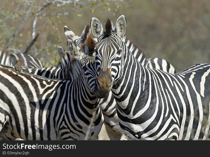 Zebras Watching