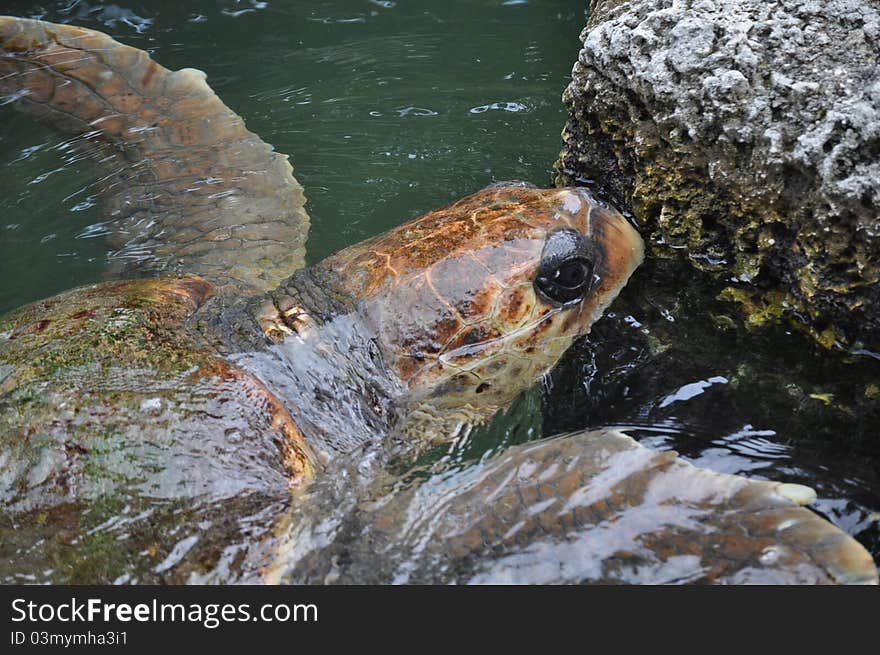 Turtle going for a Swim