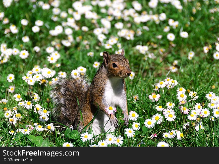 Squirrel in a field of daisies