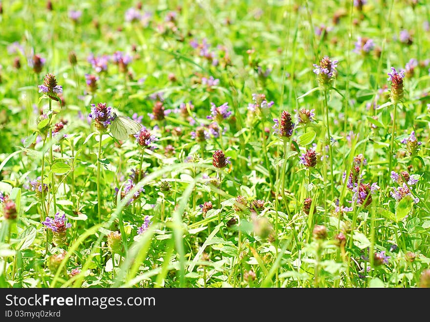 Meadow With Blooming Clover And A Butterfly