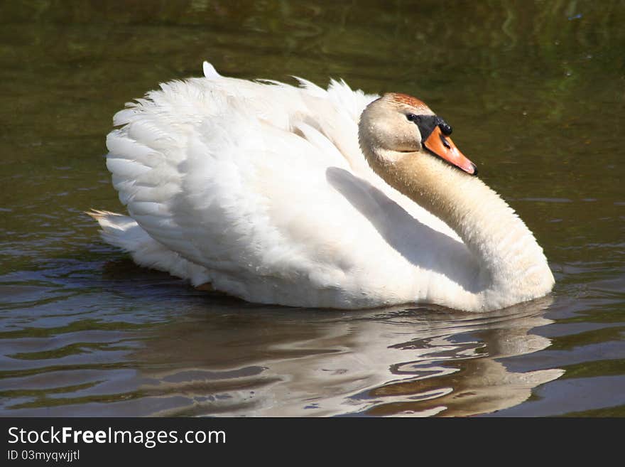 White swan