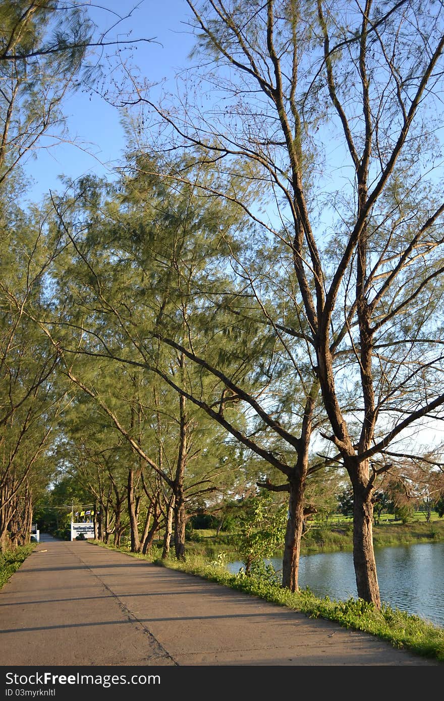 Tree And Branches