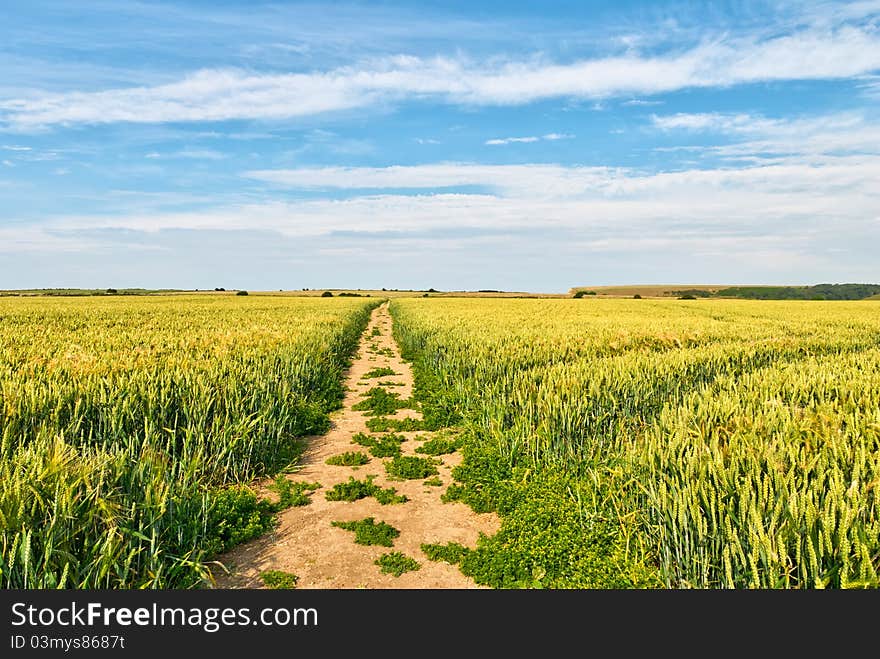 Cornfield