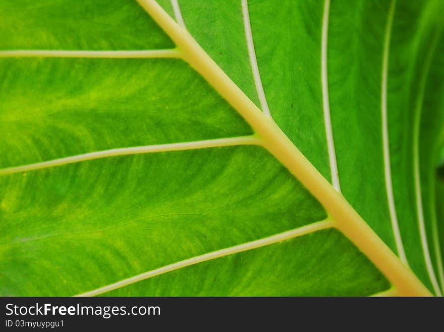 A background of a beautiful pattern on a tropical leaf. A background of a beautiful pattern on a tropical leaf.