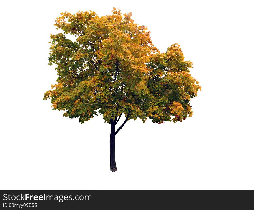 Colorful autumnal maple tree isolated on white