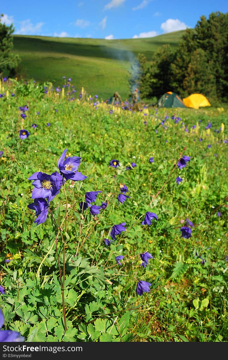 Landscape with flowers of aquilegia against the background of the campground. Landscape with flowers of aquilegia against the background of the campground