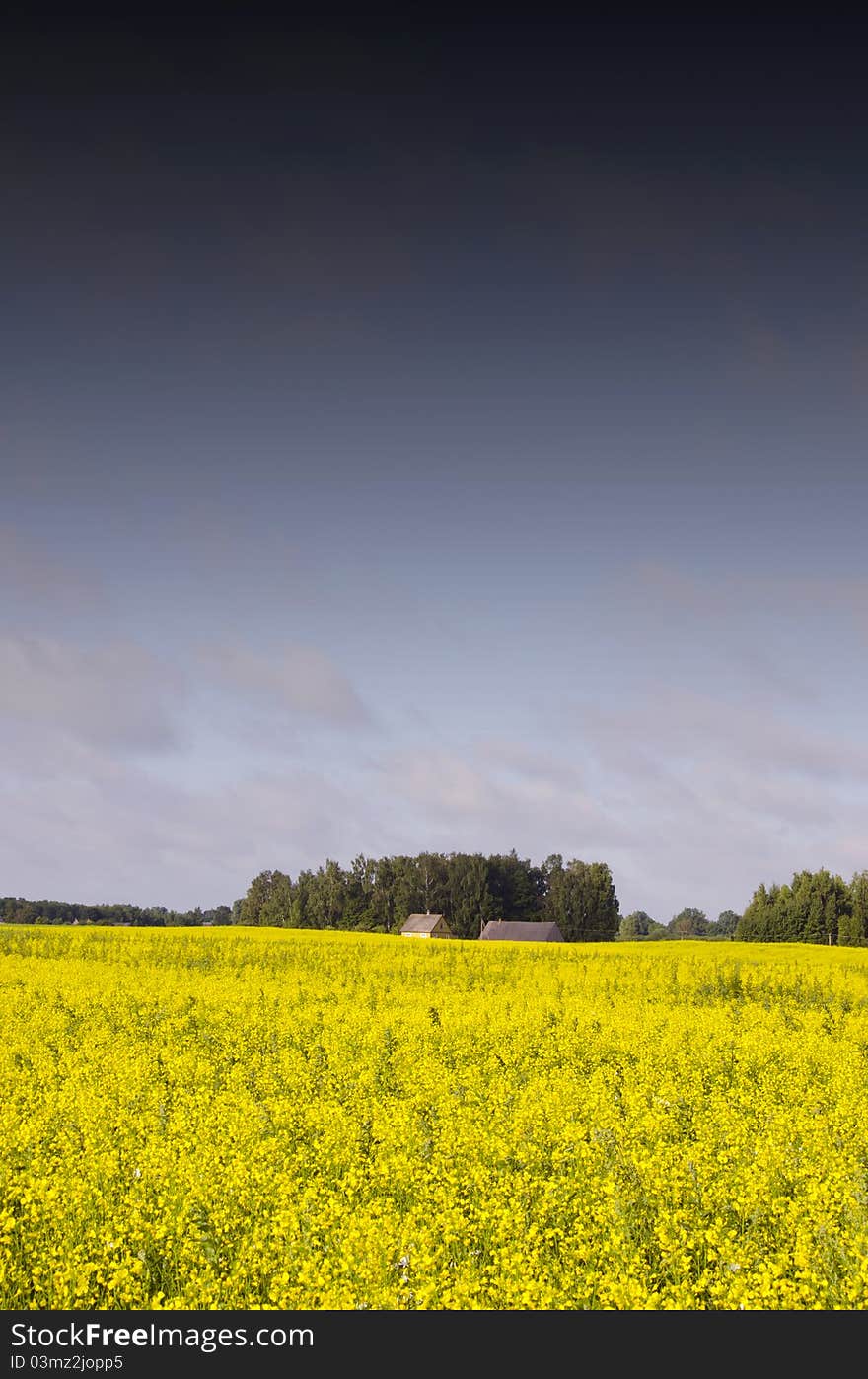 Landscape with yellow rape