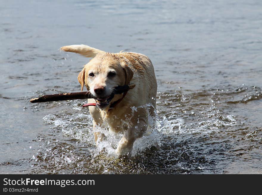 Golden Labrador With Stick