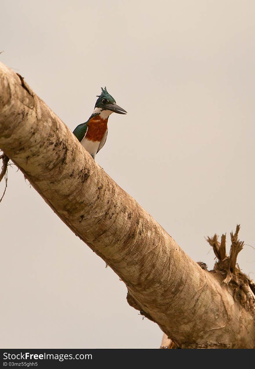 A Green Kingfisher suddenly appears