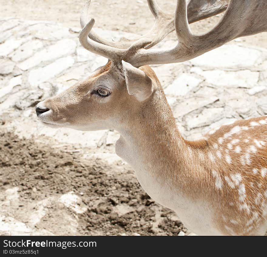 Portrait of a Deer in ZOO. Portrait of a Deer in ZOO