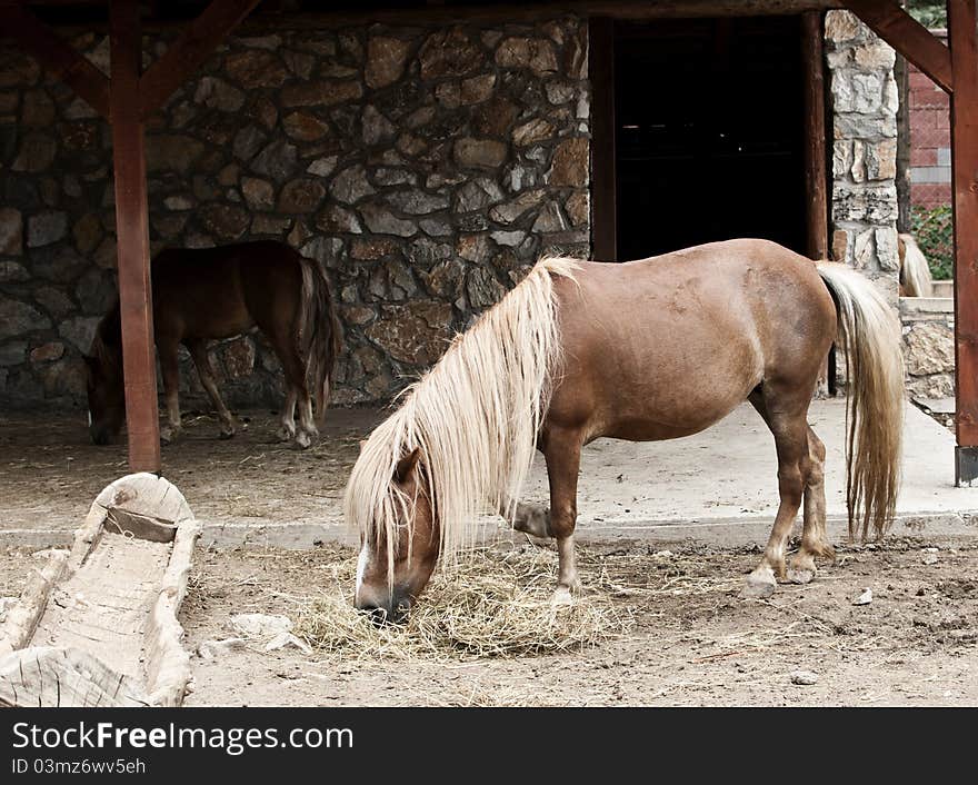 Small horse eating in front of the house