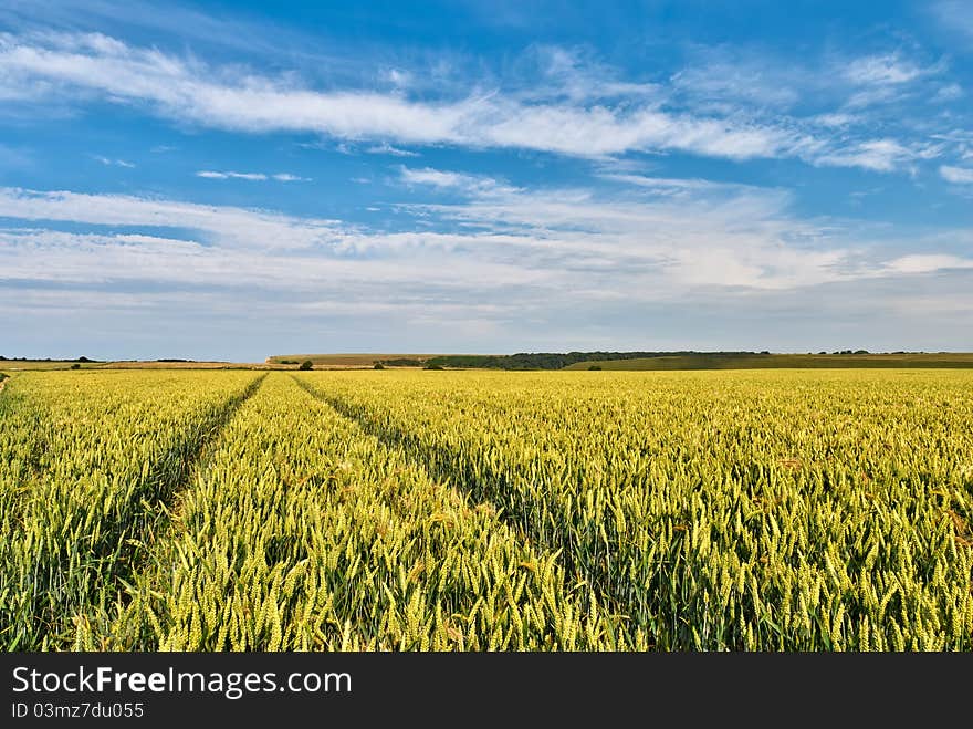 Cornfield